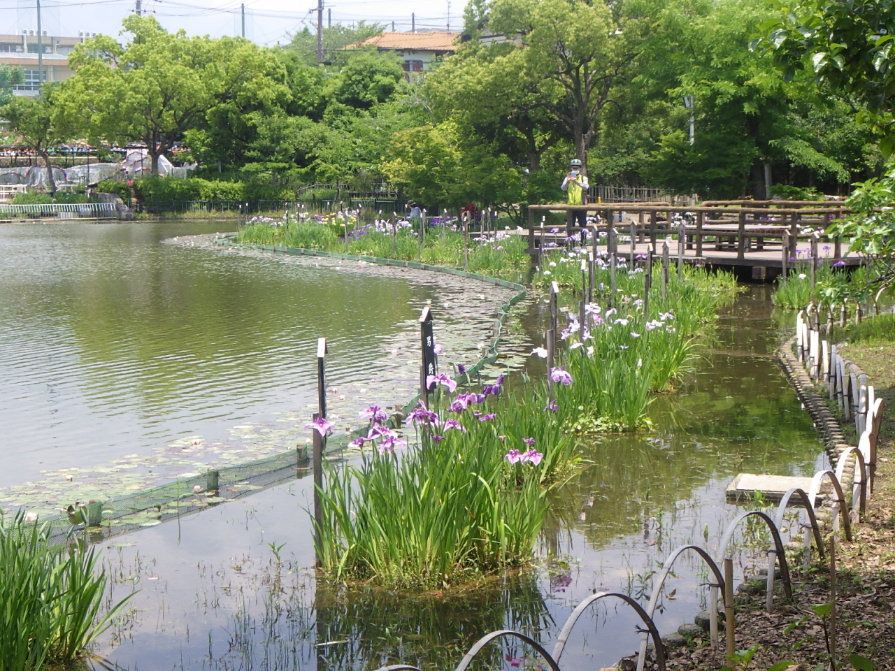 ハナショウブが見ごろです。